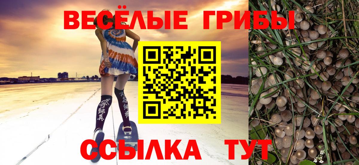 Галлюциногенные грибы прущие грибы  Канаш  Галлюциногенные грибы Psilocybe 